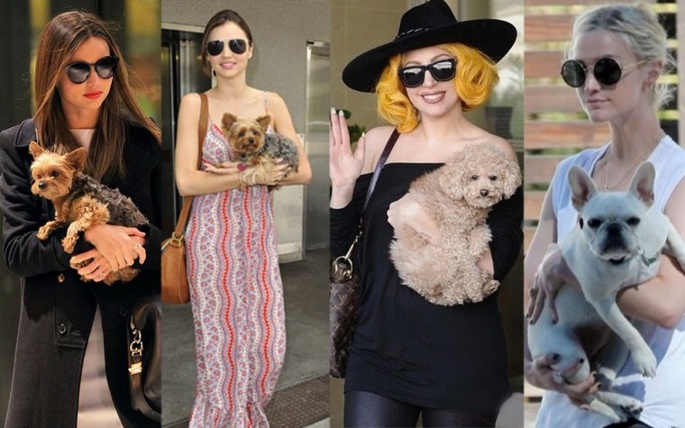 美國人過萬圣節(jié)花21億扮靚寵物